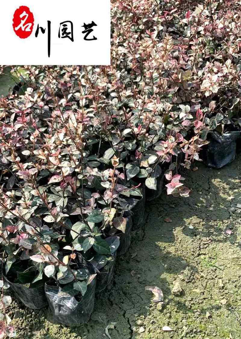 出售花叶络石工程杯苗花境花坛绿化带彩叶苗量大价优