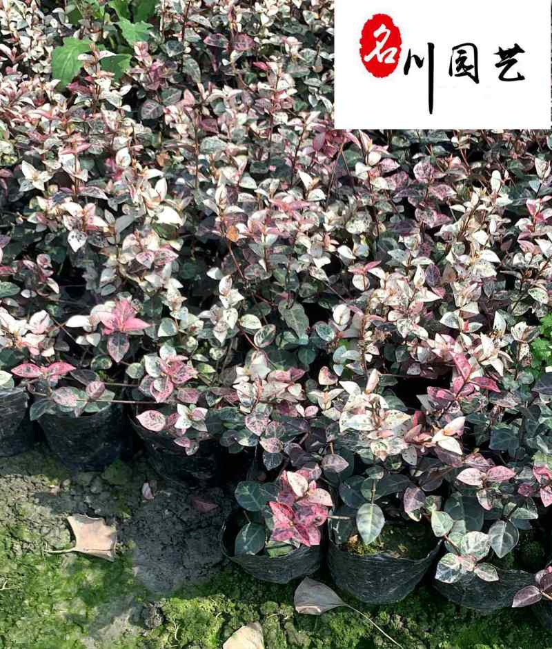 出售花叶络石工程杯苗花境花坛绿化带彩叶苗量大价优