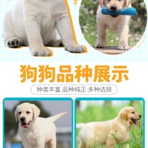 拉布拉多犬马犬金毛犬德国牧羊犬幼犬血统纯正