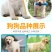 拉布拉多犬马犬金毛犬德国牧羊犬幼犬血统纯正