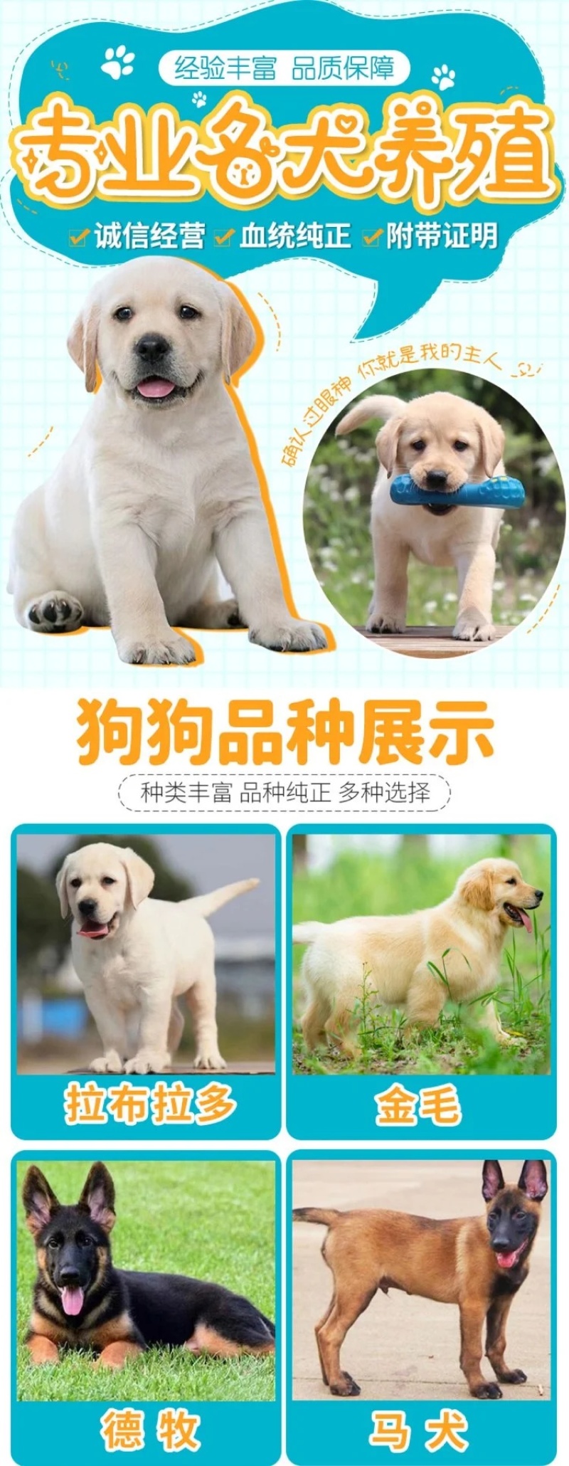 拉布拉多犬马犬金毛犬德国牧羊犬幼犬血统纯正