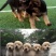 拉布拉多犬马犬金毛犬德国牧羊犬幼犬血统纯正