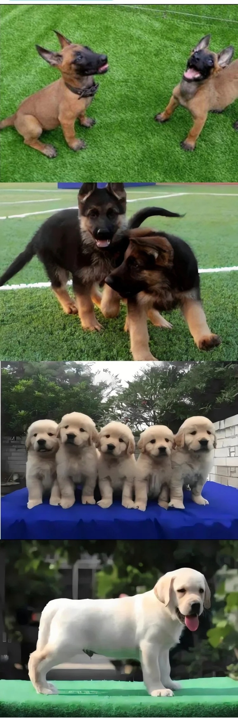 拉布拉多犬马犬金毛犬德国牧羊犬幼犬血统纯正