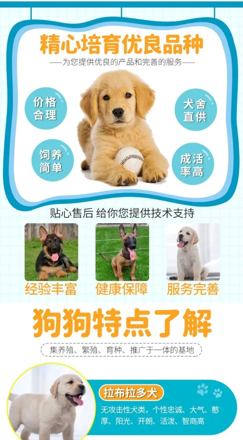 拉布拉多犬马犬金毛犬德国牧羊犬幼犬血统纯正