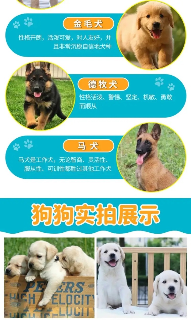 拉布拉多犬马犬金毛犬德国牧羊犬幼犬血统纯正