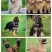 拉布拉多犬马犬金毛犬德国牧羊犬幼犬血统纯正