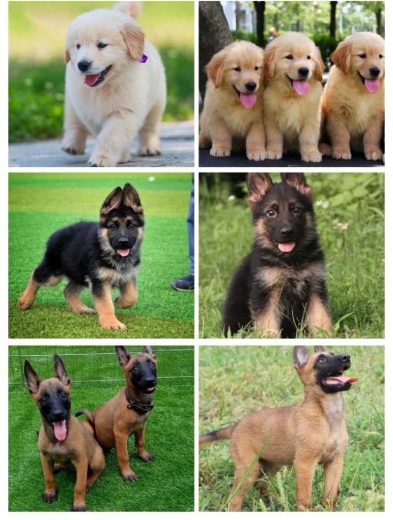 拉布拉多犬马犬金毛犬德国牧羊犬幼犬血统纯正