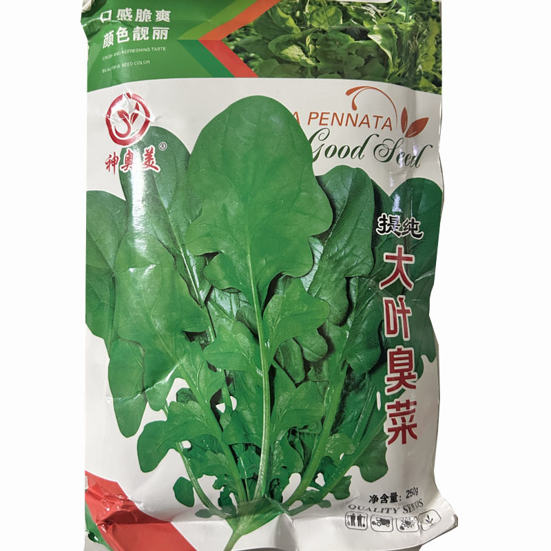 大叶芝麻菜种子味道浓郁臭菜生长速度快四季种植