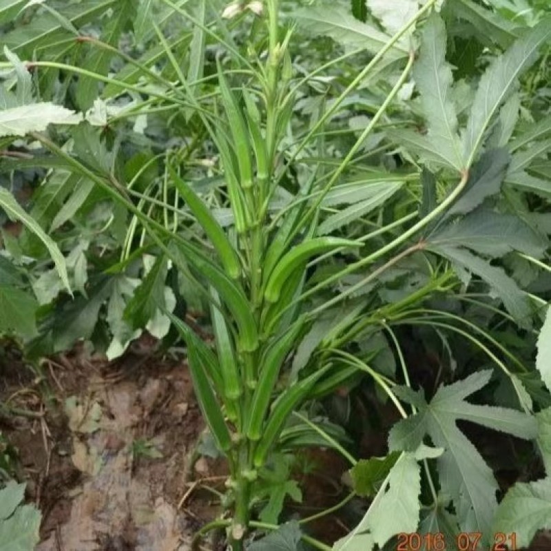 凌云2号秋葵种子高端水果黄秋葵春夏秋菜农蔬菜杂交黄秋葵种