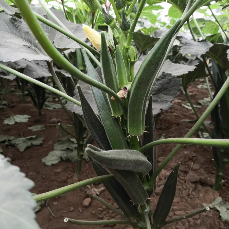 凌云2号秋葵种子高端水果黄秋葵春夏秋菜农蔬菜杂交黄秋葵种