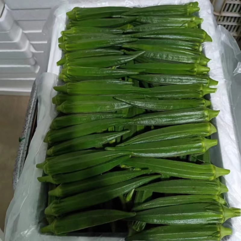 凌云2号秋葵种子高端水果黄秋葵春夏秋菜农蔬菜杂交黄秋葵种