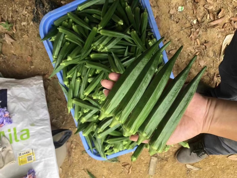 凌云2号秋葵种子高端水果黄秋葵春夏秋菜农蔬菜杂交黄秋葵种