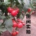 秦粉粉果番茄种子果色粉红高圆形早中熟自封顶