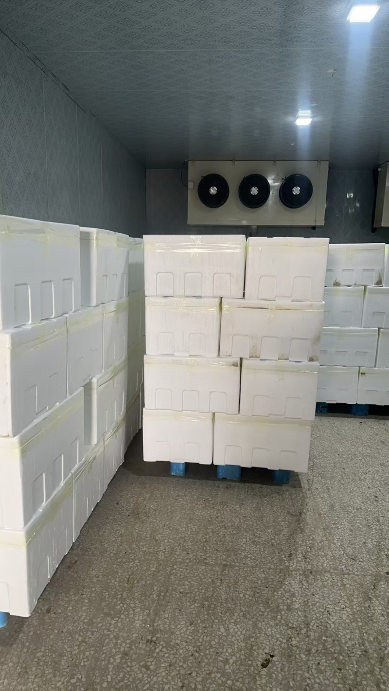 湖北精品麻叶菜基地直发一手货源品质有保障
