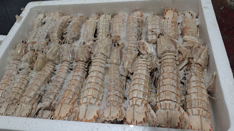 皮皮虾肉连云港产地直供全国发货对接各大批发市场