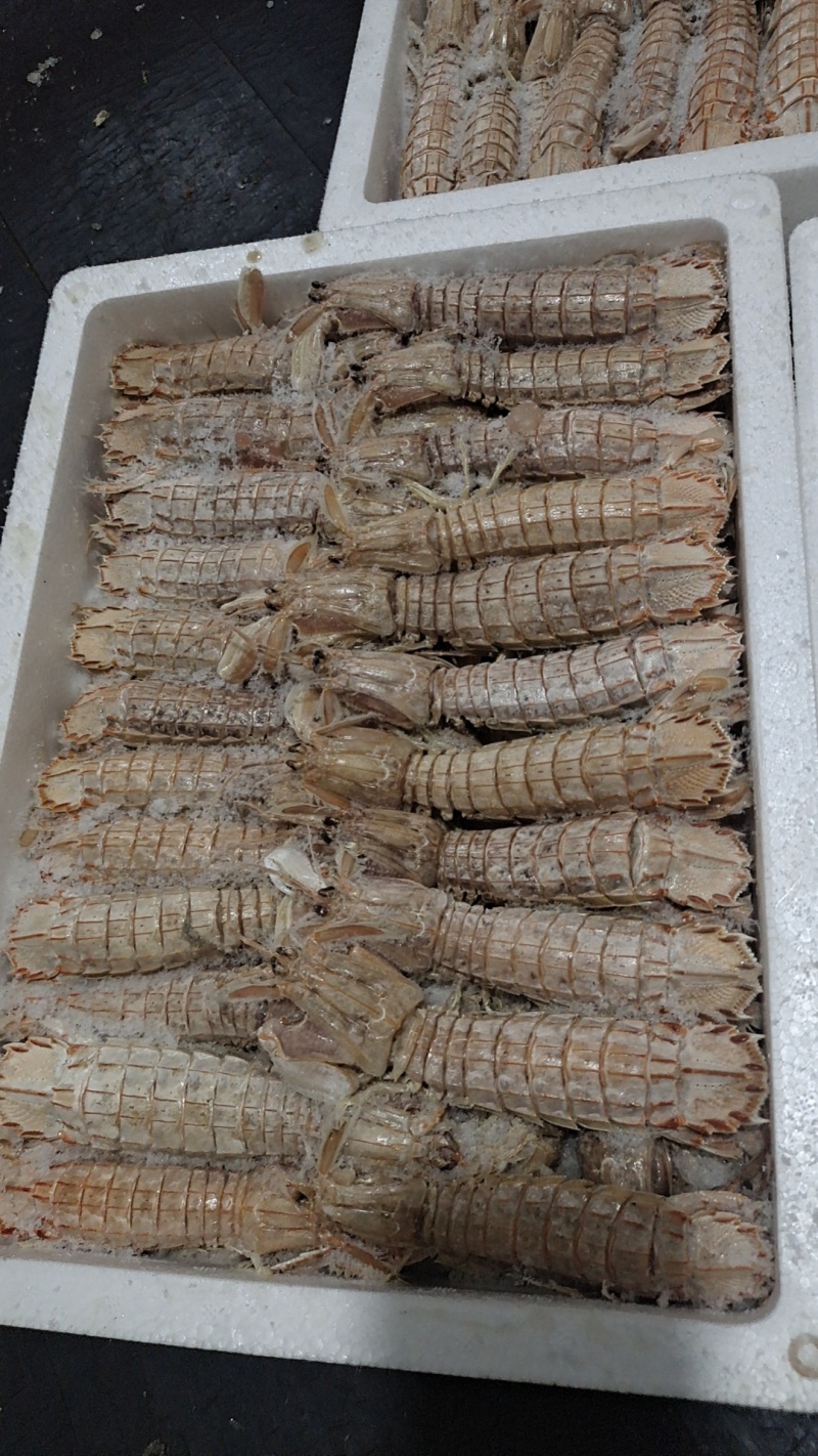 皮皮虾肉连云港产地直供全国发货对接各大批发市场