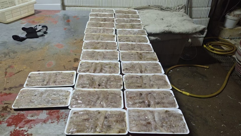 皮皮虾肉连云港产地直供全国发货对接各大批发市场