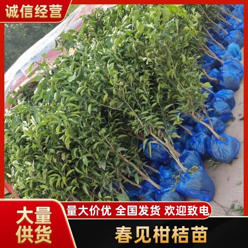 春见苗耙耙柑苗公分苗土球苗地径1.5公分起春见苗挂果苗