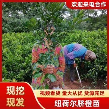 【推荐】四川纽荷尔脐橙苗公分苗土球苗可开检疫证欢迎咨询