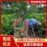 【推荐】四川纽荷尔脐橙苗公分苗土球苗可开检疫证欢迎咨询