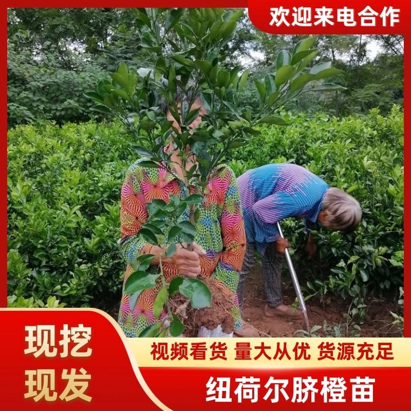 【推荐】四川纽荷尔脐橙苗公分苗土球苗可开检疫证欢迎咨询