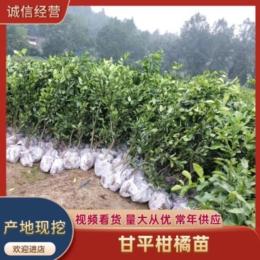 甘平柑橘苗甘平公分苗土球苗量大开检疫证可视频看货