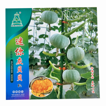 迷你灰贝贝南瓜种子杂交光泽亮丽肉橙色粉糯香香甜