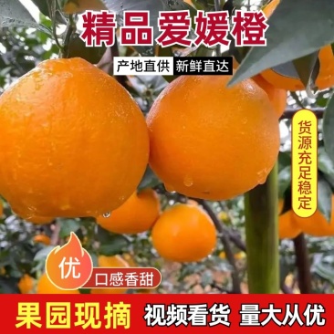 「牛商优选」爱媛橙大量上市对接全国皮薄多汁欢迎致电选购