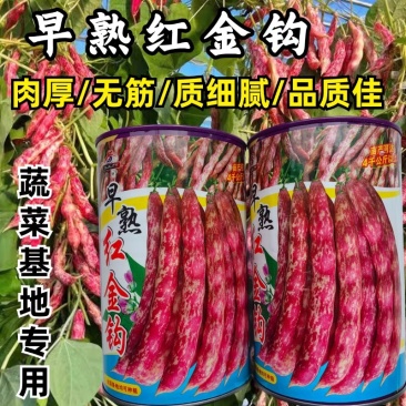 红金钩油豆种子荚红油亮略带黄色无筋无柴红皮豆角种子