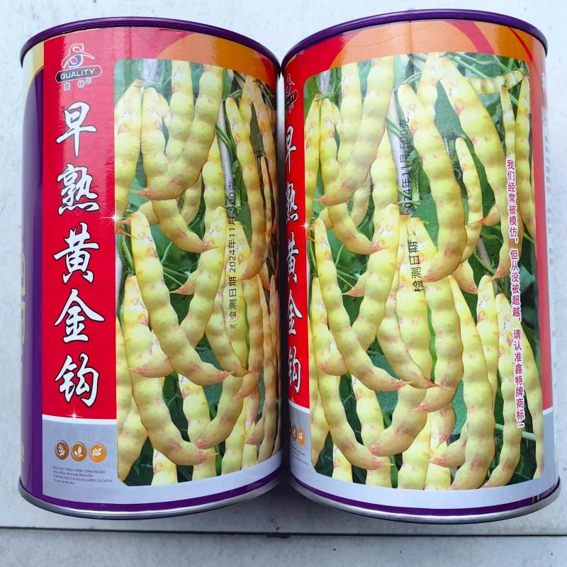 早熟黄金钩油豆种子圆角肉厚无筋无纤维黄色架豆种子