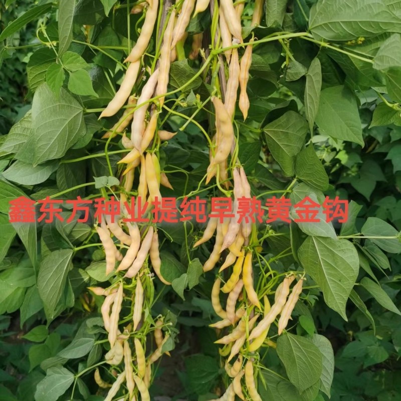 早熟黄金钩油豆种子圆角肉厚无筋无纤维黄色架豆种子