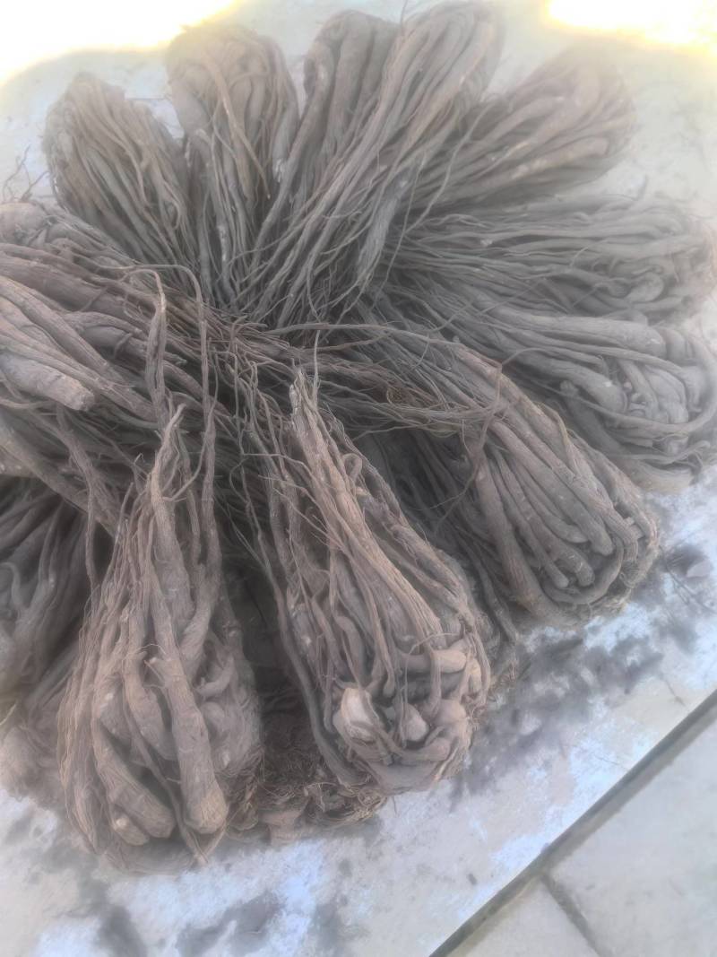 云南当归鲜货当归产地一手货源现挖现发品质保障
