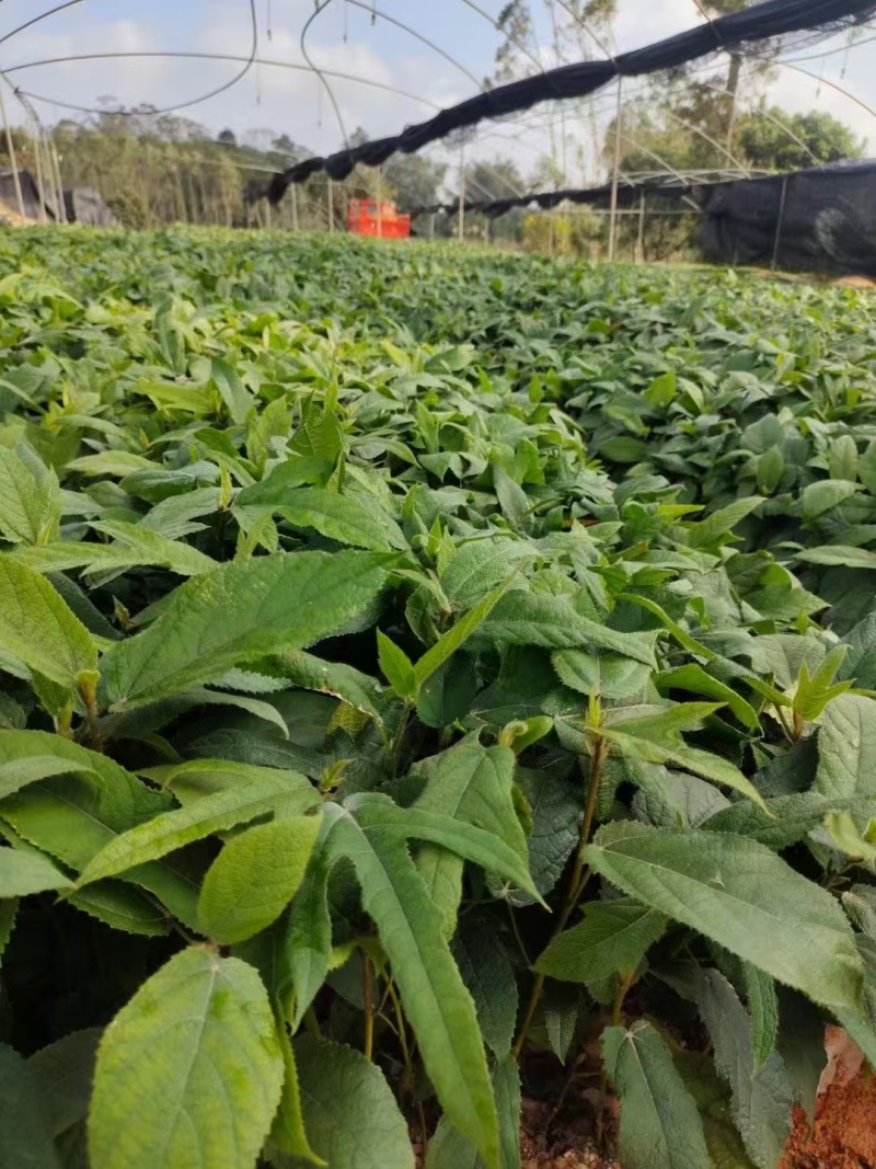 【推荐】精品五指毛桃苗，产地直发，专业种植培育欢迎致电