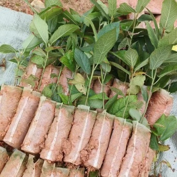 【推荐】精品五指毛桃苗，产地直发，专业种植培育欢迎致电