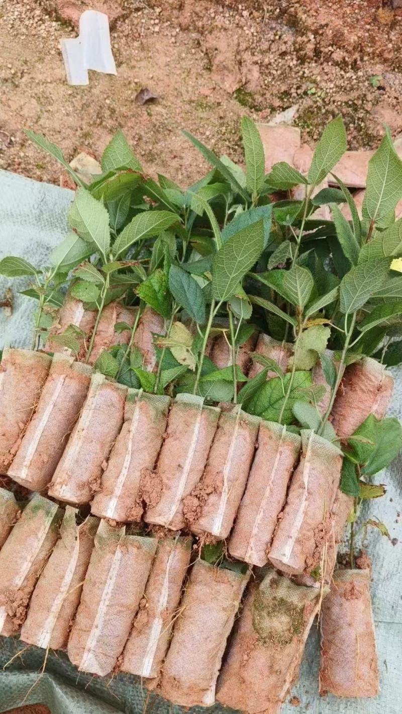 【推荐】精品五指毛桃苗，产地直发，专业种植培育欢迎致电