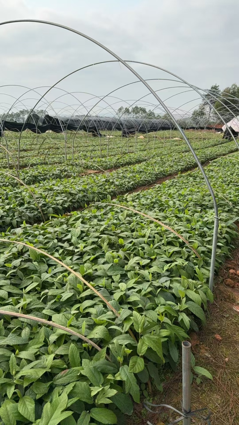 【推荐】精品五指毛桃苗，产地直发，专业种植培育欢迎致电