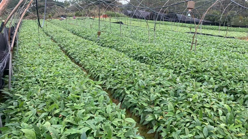 【推荐】精品五指毛桃苗，产地直发，专业种植培育欢迎致电