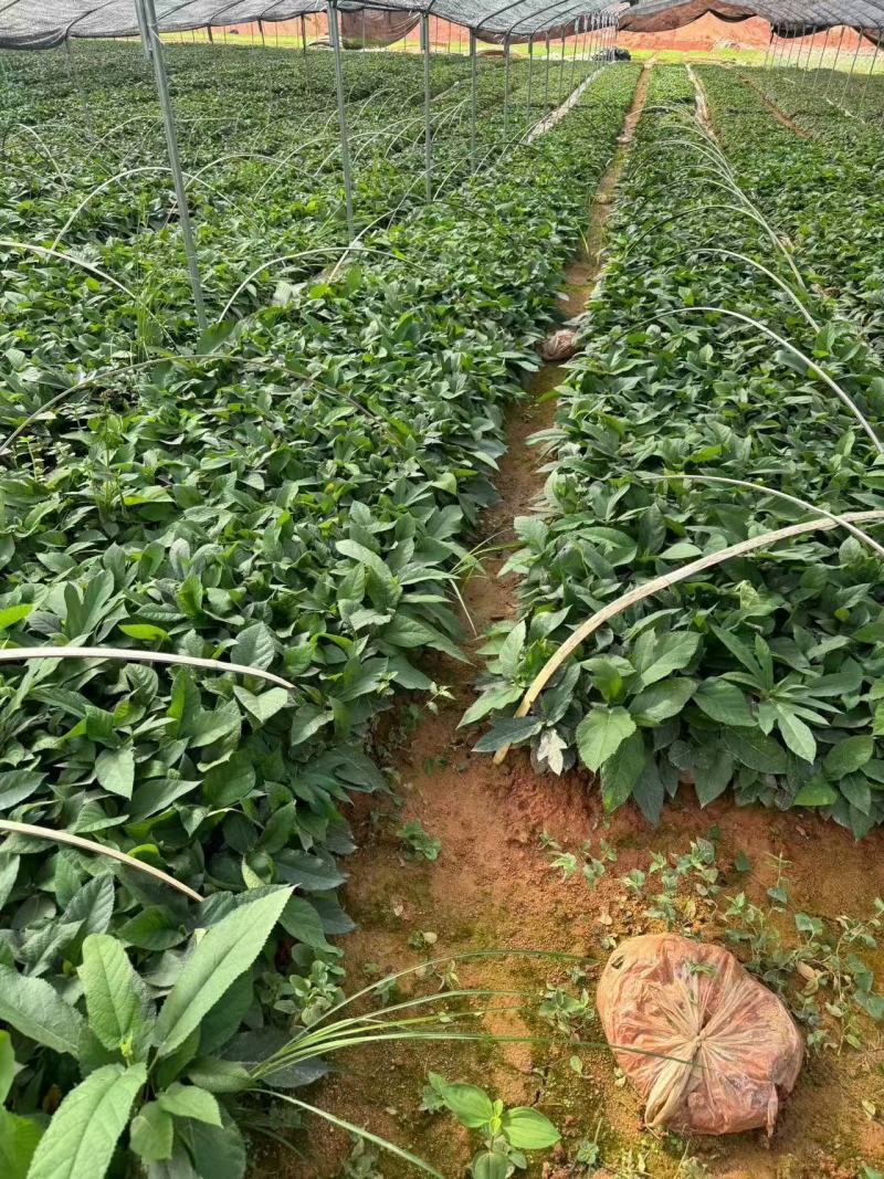 【推荐】精品五指毛桃苗，产地直发，专业种植培育欢迎致电