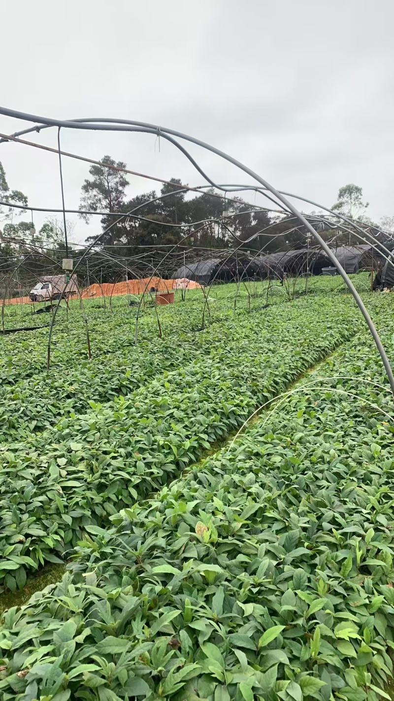 【推荐】精品五指毛桃苗，产地直发，专业种植培育欢迎致电