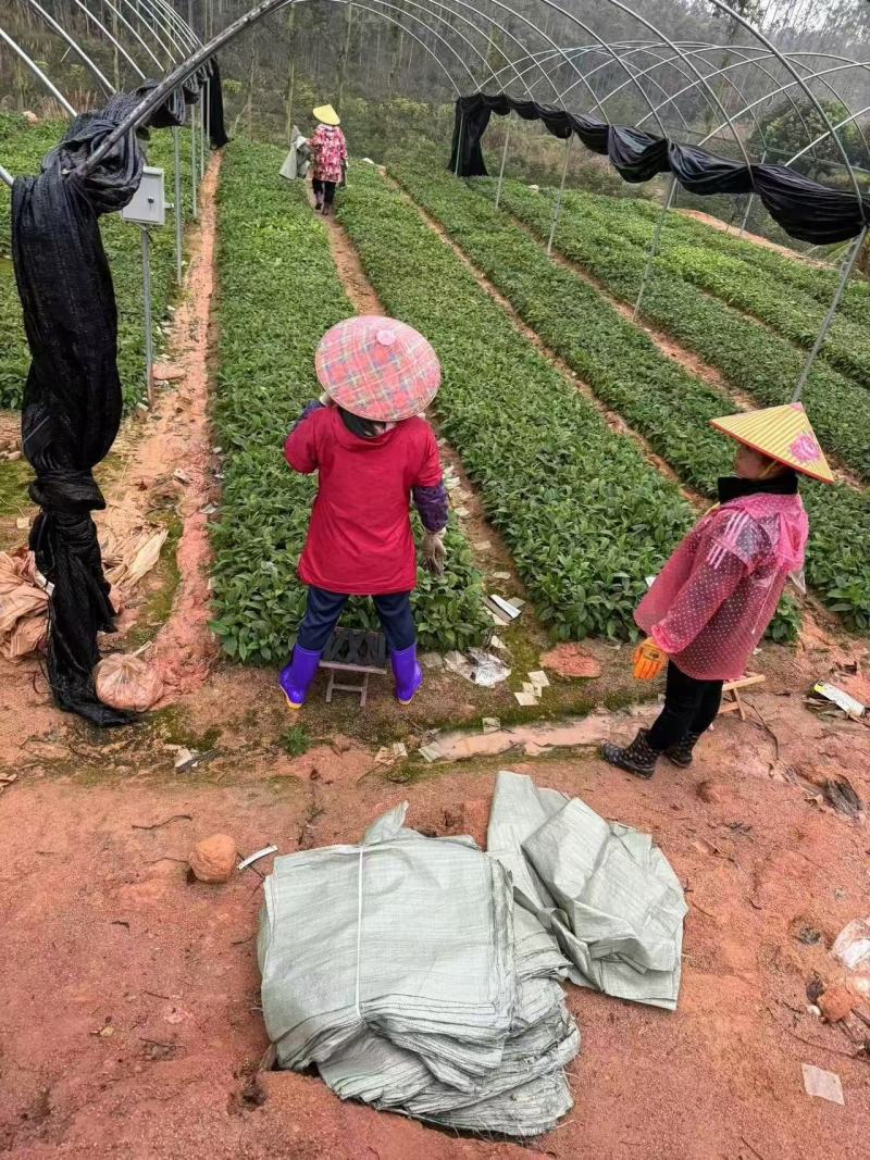 【推荐】精品五指毛桃苗，产地直发，专业种植培育欢迎致电