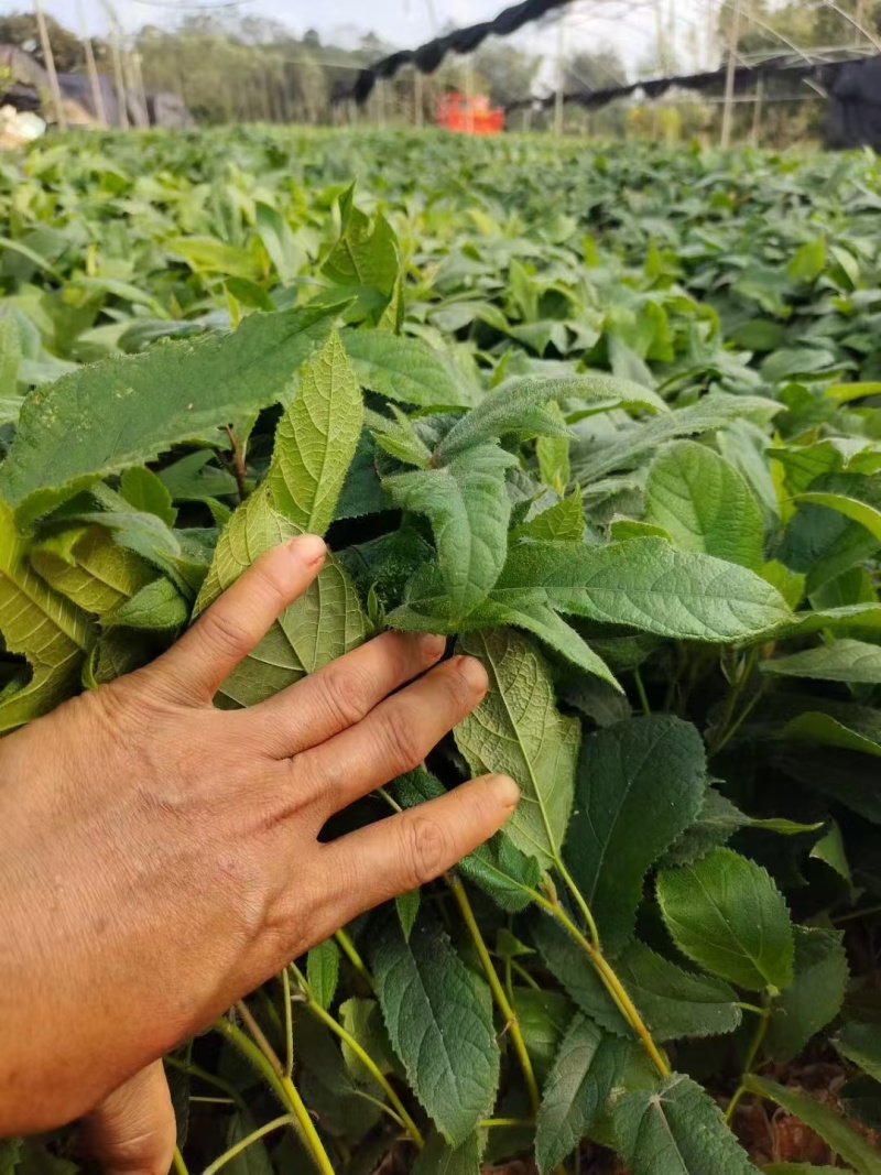 【推荐】精品五指毛桃苗，产地直发，专业种植培育欢迎致电