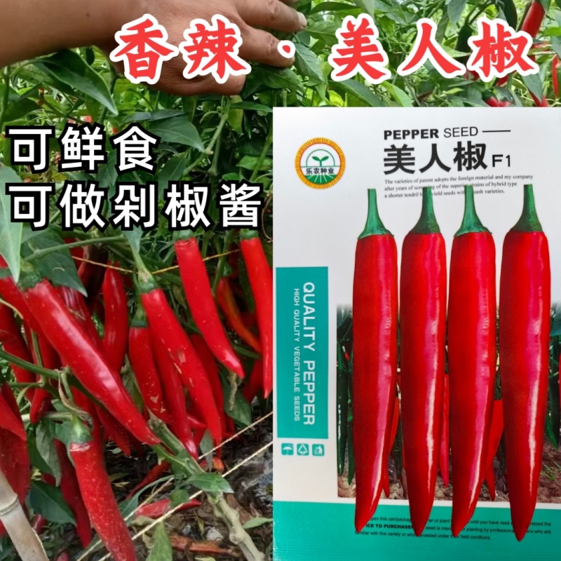 美人椒种子红辣椒种子果型细长羊角型果面光滑果实硬