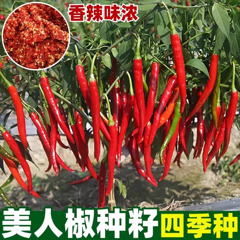 美人椒种子红辣椒种子果型细长羊角型果面光滑果实硬