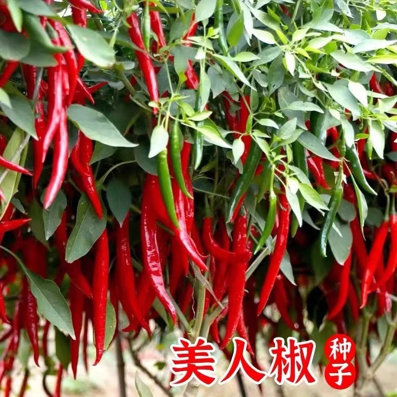 美人椒种子红辣椒种子果型细长羊角型果面光滑果实硬
