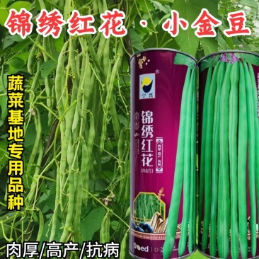 锦绣红花小金豆种子四季豆种子肉厚无筋耐运输