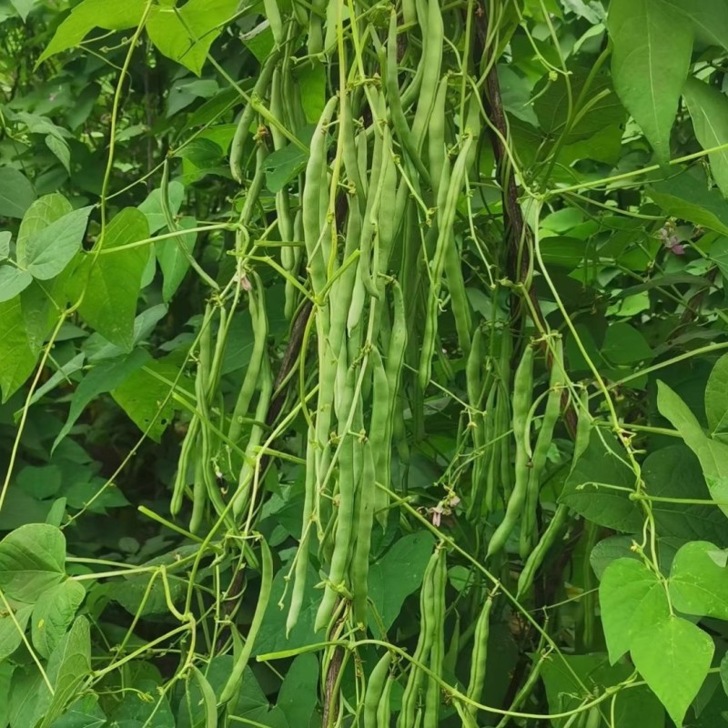 锦绣红花小金豆种子四季豆种子肉厚无筋耐运输