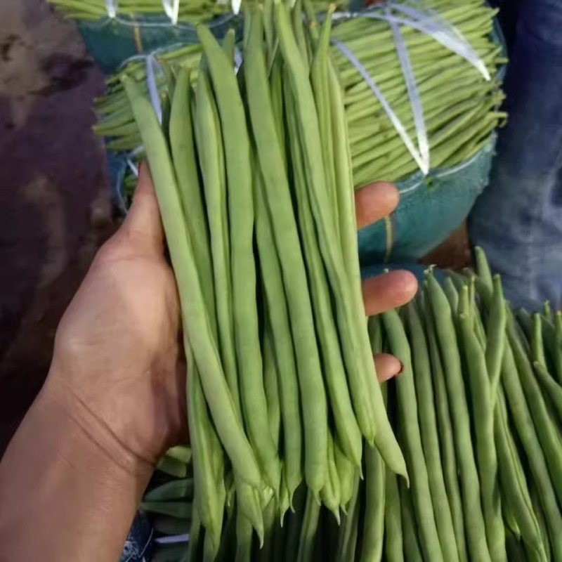 锦绣红花小金豆种子四季豆种子肉厚无筋耐运输