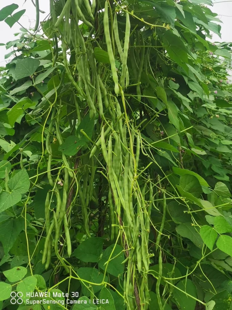 锦绣红花小金豆种子四季豆种子肉厚无筋耐运输