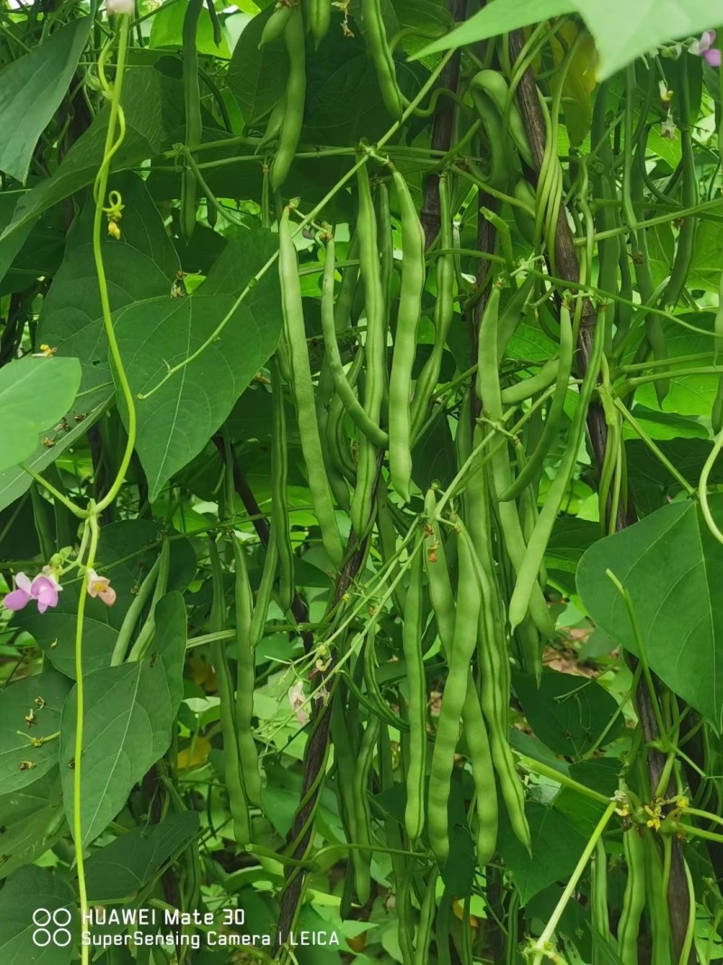 锦绣红花小金豆种子四季豆种子肉厚无筋耐运输