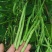 锦绣红花小金豆种子四季豆种子肉厚无筋耐运输